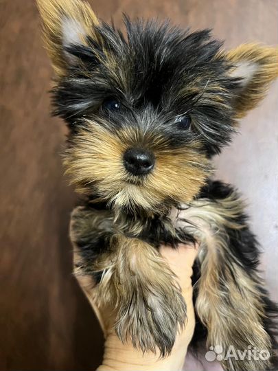 Йоркширский терьер мини