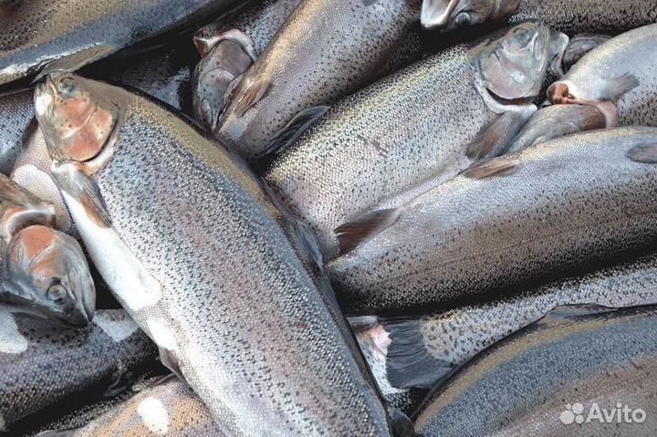 Форель радужная