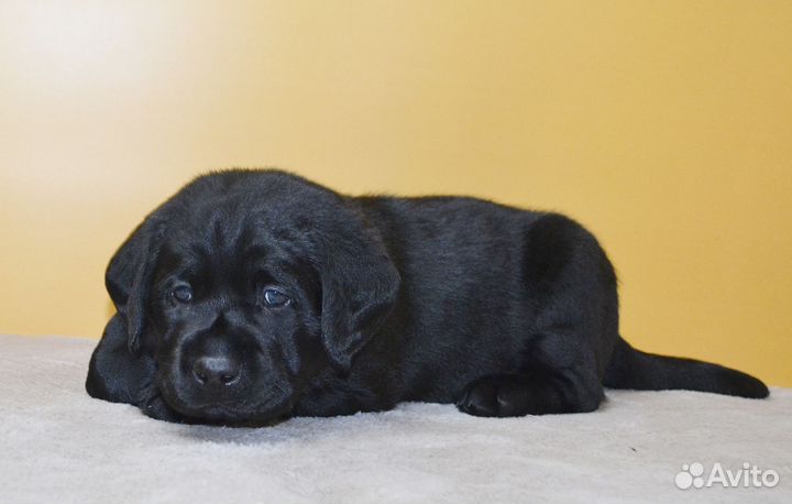 Щенки лабрадора