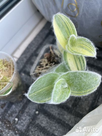 Традесканция силамонтана вариегатная