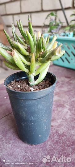 Суккуленты