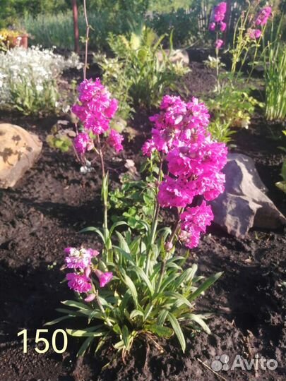 Многолетние цветы