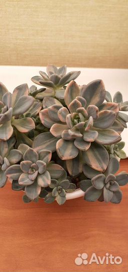 Pachiveria Pachyphytoides