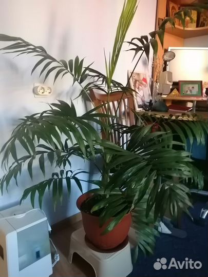 Продам пальму живую