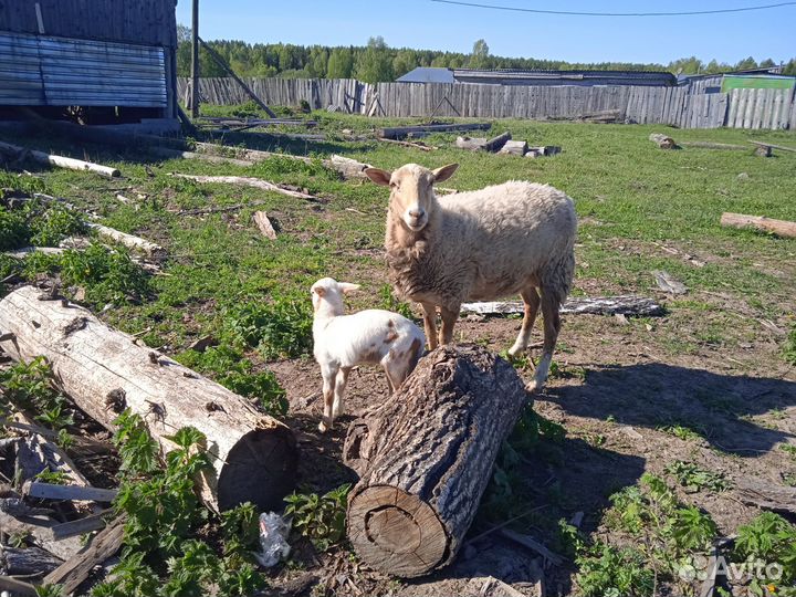 Катумские барашки