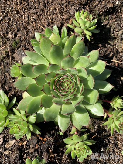 Молодило BigSam Chrome Green