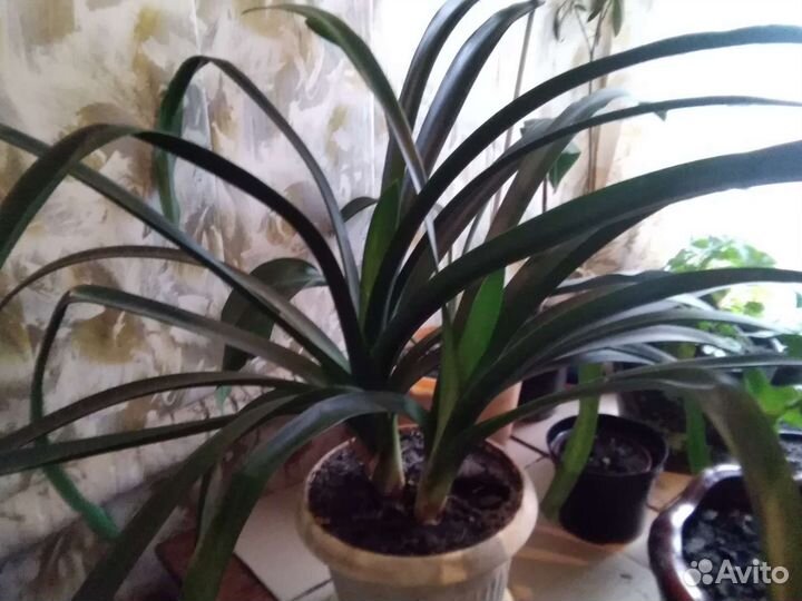 Кливия домашний цветок