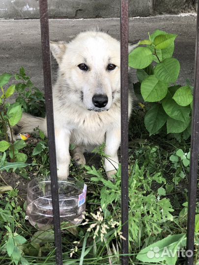 Маленькая собака