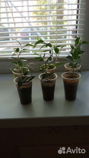 Фикус бенджамина