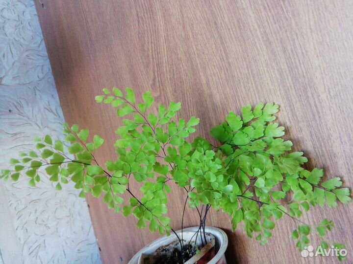 Папоротник Кислица Ахименесы Бальзамин