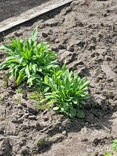 Щавель свежий