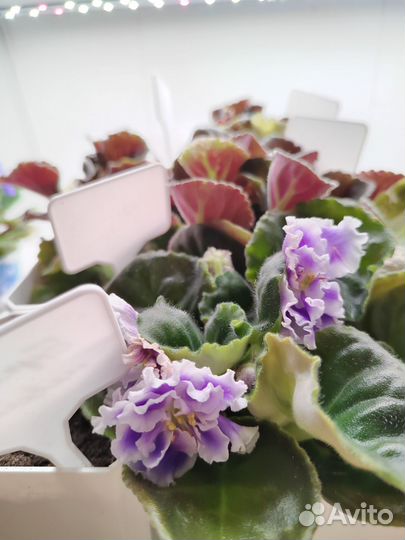 Фиалка обмен, продажа