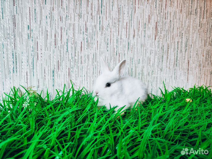 Карликовый кролик - гермелин и другие породы