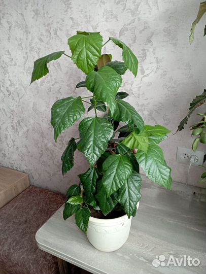 Китайская роза