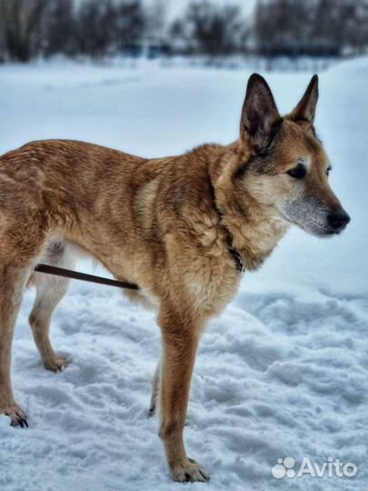 Старичок Мильпопс ищет дом
