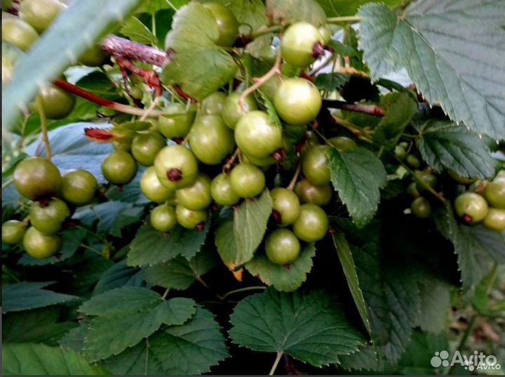 Кусты чёрной смородины и красной