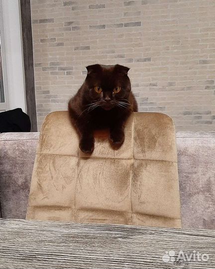 Шотландская кошка в дар