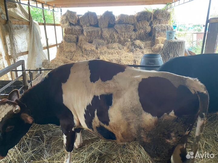 Быки на мясо