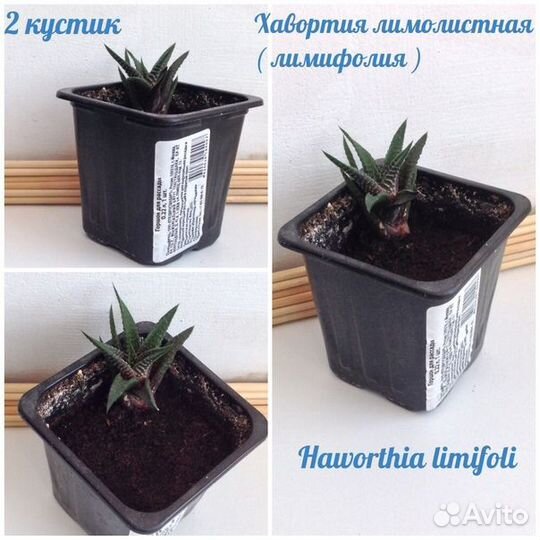 Хавортия лимолистная лимифолия Haworthia limifolia