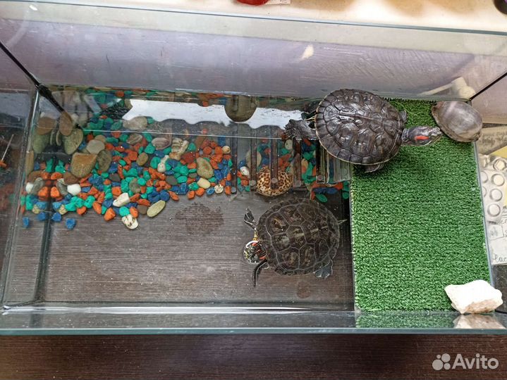 Террариум для красноухой черепахи