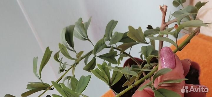 Комнатные цветы шефлера