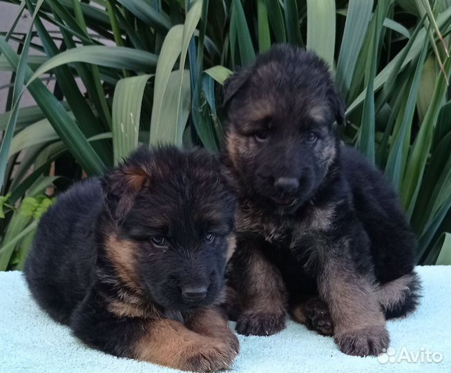 Немецкая овчарка длинношерстная