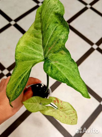 Сингониум конфетти