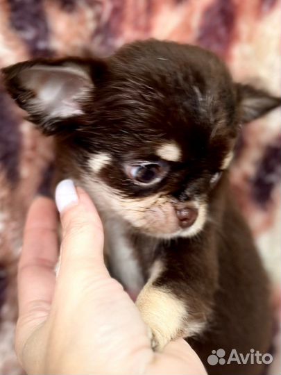 Чихуахуа девочка