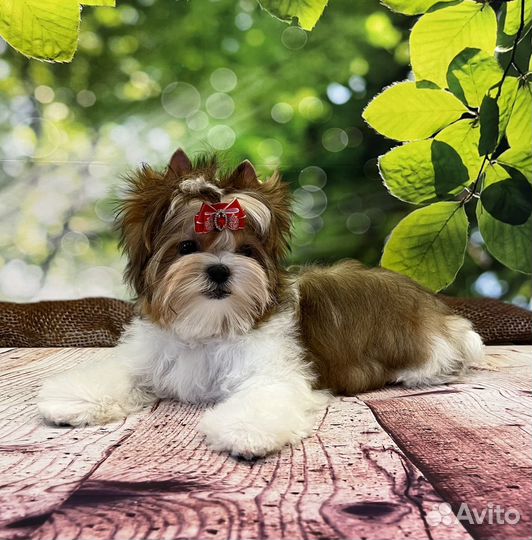 Русская Салонная Собака (цветной йорк)