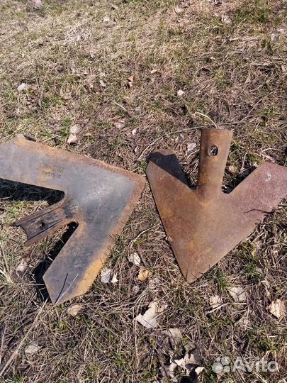 Лапа стрельчатая