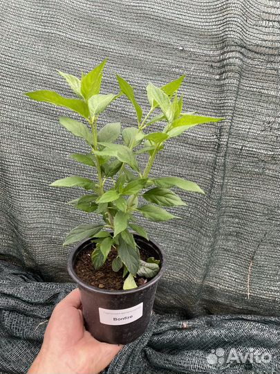 Гортензия Металлика Бонфайер и др