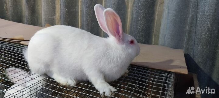 Белый Паннон