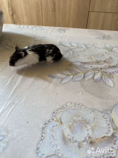 Хомячки с клеткой бесплатно