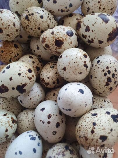 Яйца перепелиные