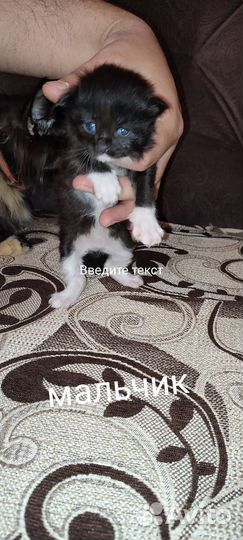 Котята мейн куна