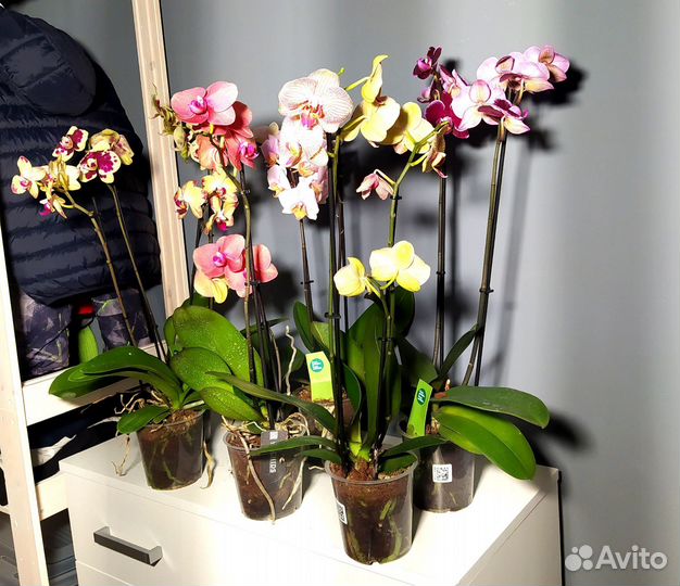 Орхидея фаленопсис, цветы, растения. Отправляю