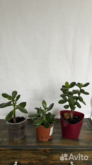 Крассула толстянка