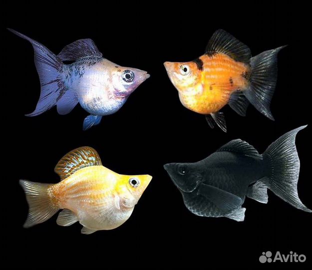 Все виды рыбок моллинезии