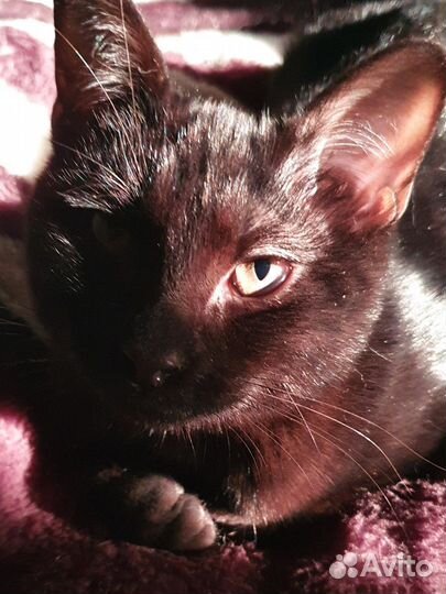 Шоколадный котенок, девочка, как пантера)