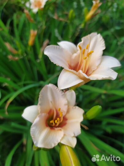 Лилейники, лилейник, цветы лилии, лилия