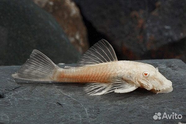 Сомики анциструсы