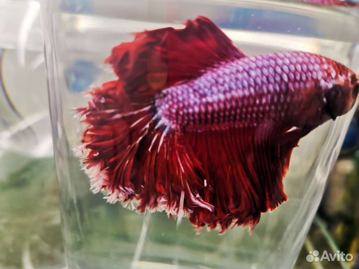 Рыбка петушок, самки и самцы