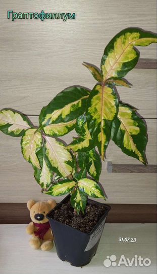 Бугенвиллии,граптофиллум