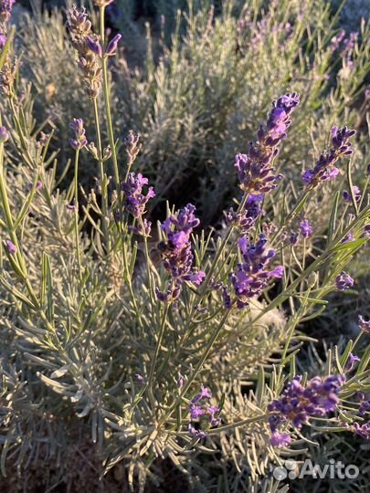Лаванда сухоцвет