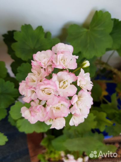 Пеларгония герань