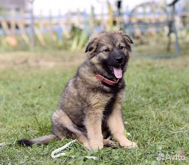 Щенок в дар