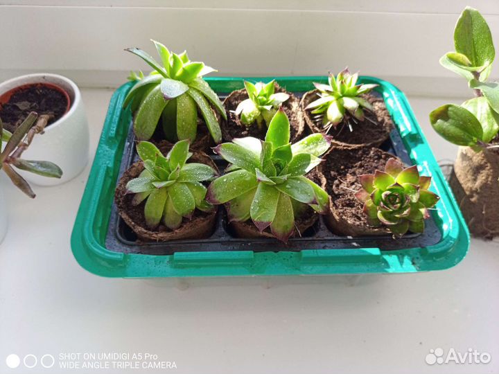 Рассада многолетних цветов