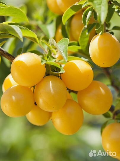 Алыча желтая садовая