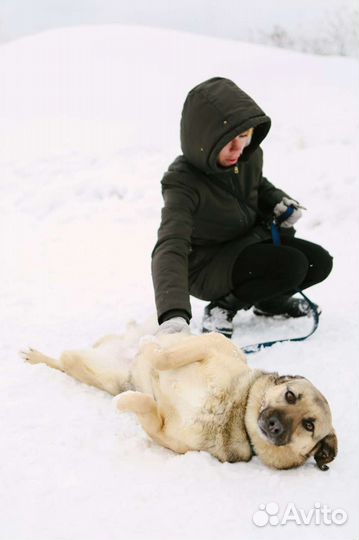 Преданные глаза ищут вас