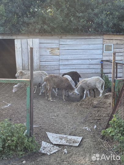 Продам овец
